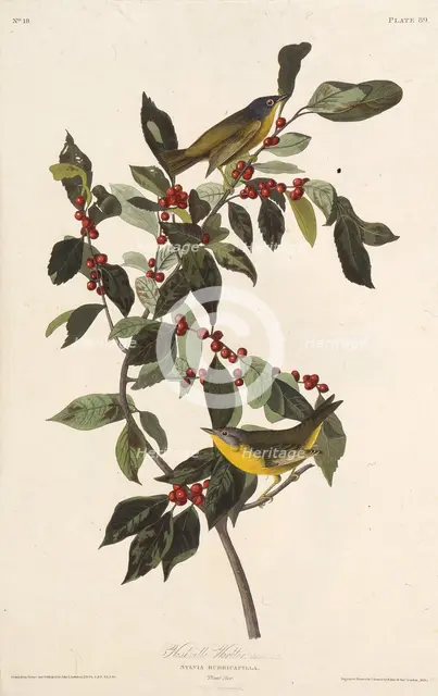 The Nashville warbler. From "The Birds of America", 1827-1838. Creator: Audubon, John James (1785-1851).