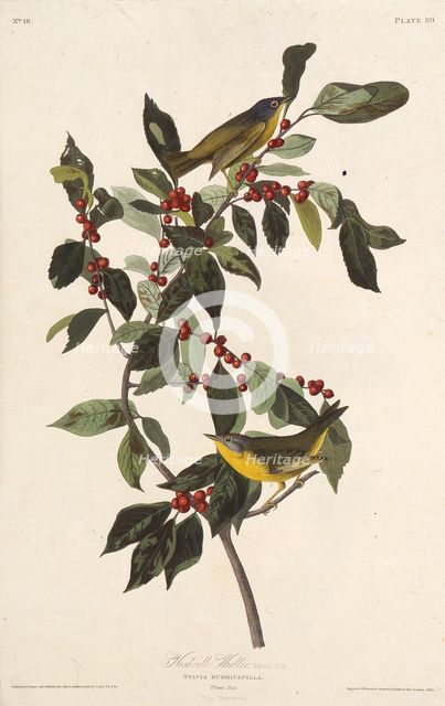 The Nashville warbler. From "The Birds of America", 1827-1838. Creator: Audubon, John James (1785-1851).