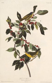 The Nashville warbler. From "The Birds of America", 1827-1838. Creator: Audubon, John James (1785-1851)