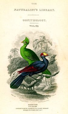 The Naturalist's Library, Ornithology, Senegal Touraco, Violet Plantain Eater c1833-1865.Artist: William Home Lizars