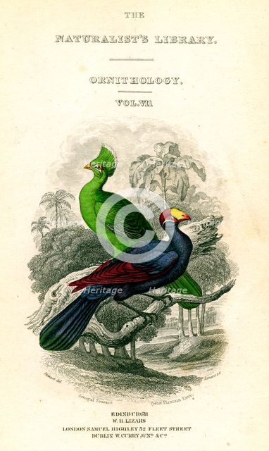 'The Naturalist's Library, Ornithology, Senegal Touraco, Violet Plantain Eater', c1833-1865.Artist: William Home Lizars