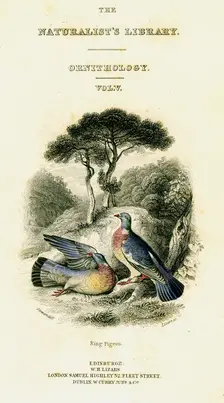 The Naturalist's Library, Ornithology Vol V, Ring Pigeon c1833-1865.Artist: William Home Lizars