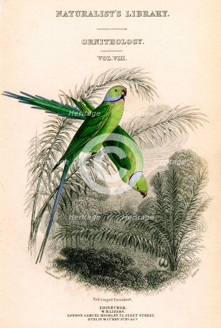 'The Naturalist's Library, Ornithology Vol VIII, Red ringed Parrakeet', c1833-1865.Artist: William Home Lizars