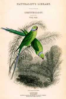 The Naturalist's Library, Ornithology Vol VIII, Red ringed Parrakeet c1833-1865.Artist: William Home Lizars