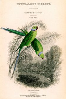 The Naturalist's Library, Ornithology Vol VIII, Red ringed Parrakeet c1833-1865.Artist: William Home Lizars