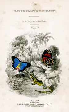 The Naturalist's Library, Entomology, Vol V Butterflies, c1833-1865.Artist: William Home Lizars