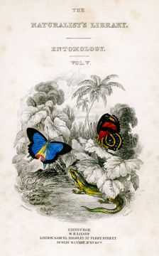 The Naturalist's Library, Entomology, Vol V Butterflies, c1833-1865.Artist: William Home Lizars