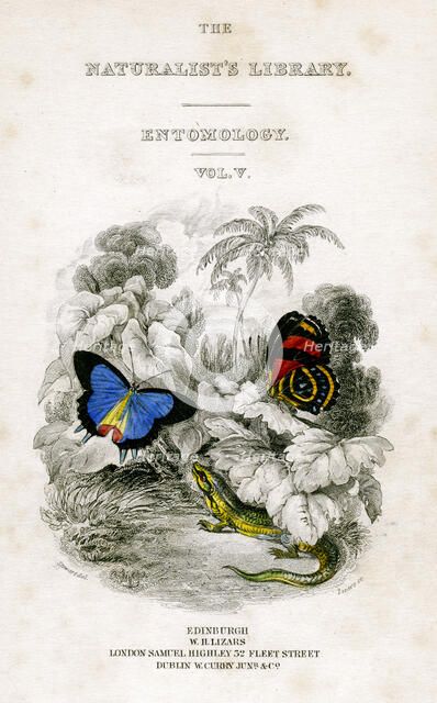 'The Naturalist's Library, Entomology, Vol V', Butterflies, c1833-1865.Artist: William Home Lizars