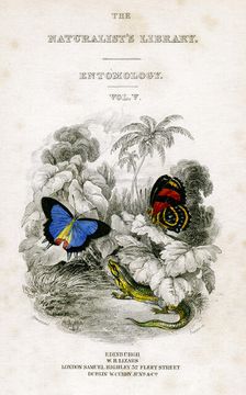 The Naturalist's Library, Entomology, Vol V Butterflies, c1833-1865.Artist: William Home Lizars