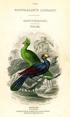 The Naturalist's Library, Ornithology, Senegal Touraco, Violet Plantain Eater c1833-1865.Artist: William Home Lizars