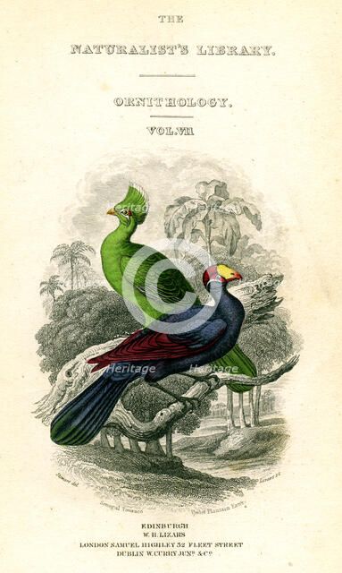 'The Naturalist's Library, Ornithology, Senegal Touraco, Violet Plantain Eater', c1833-1865.Artist: William Home Lizars