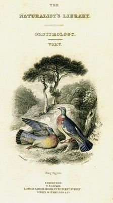 The Naturalist's Library, Ornithology Vol V, Ring Pigeon c1833-1865.Artist: William Home Lizars