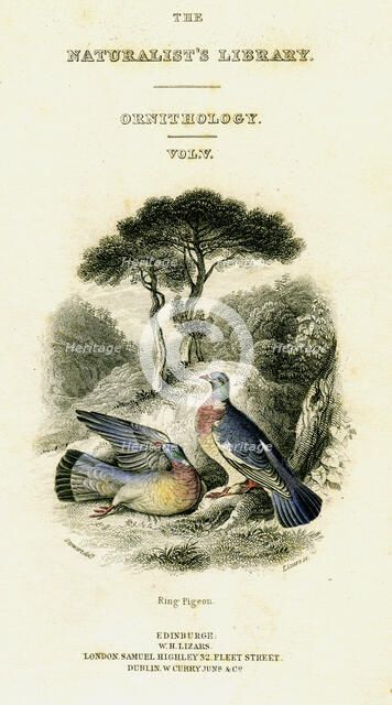 'The Naturalist's Library, Ornithology Vol V, Ring Pigeon', c1833-1865.Artist: William Home Lizars