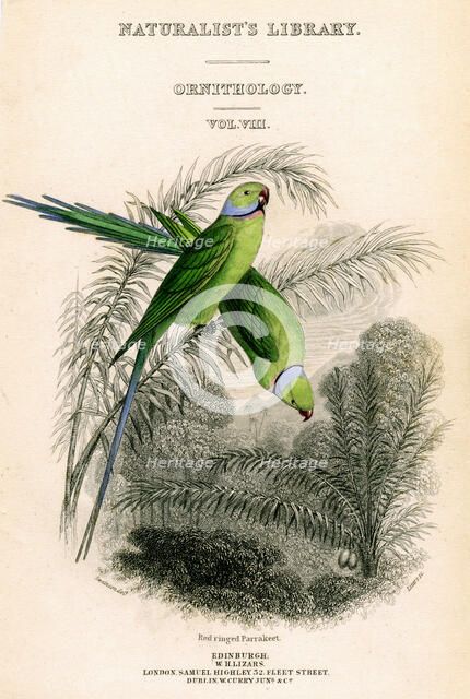 'The Naturalist's Library, Ornithology Vol VIII, Red ringed Parrakeet', c1833-1865.Artist: William Home Lizars