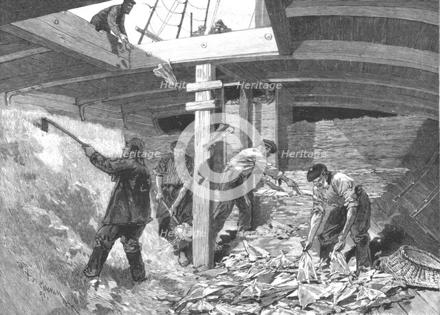''The Newfoundland Cod Fishery; Salting the Fish in the Hold of the Brig', 1891. Creator: Unknown.