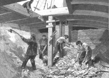 'The Newfoundland Cod Fishery; Salting the Fish in the Hold of the Brig 1891. Creator: Unknown