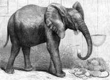 The newly-imported African elephant at the Gardens of the Zoological Society, Regent's Park, 1865. Creator: Pearson