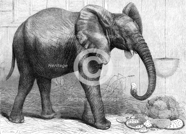 The newly-imported African elephant at the Gardens of the Zoological Society, Regent's Park, 1865. Creator: Pearson.
