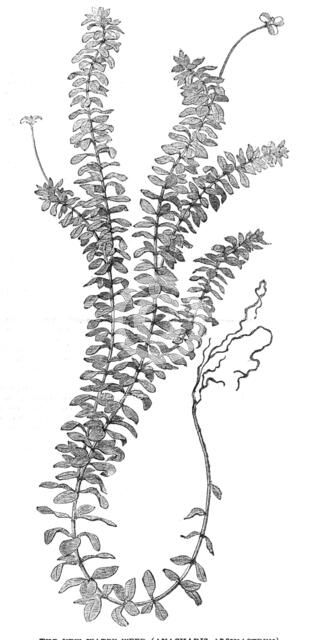 The New Water-Weed (Ancharis Alsinastrum), 1854.  Creator: Unknown.