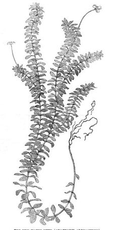 The New Water-Weed (Ancharis Alsinastrum), 1854. Creator: Unknown