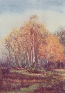 The New Forest 1910