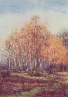 The New Forest 1910