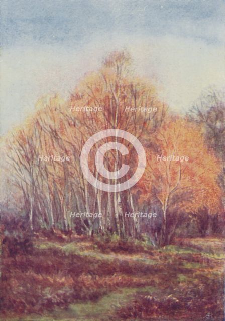 'The New Forest', 1910.