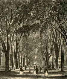 The New-Haven Elms 1874. Creator: Henry Duff Linton