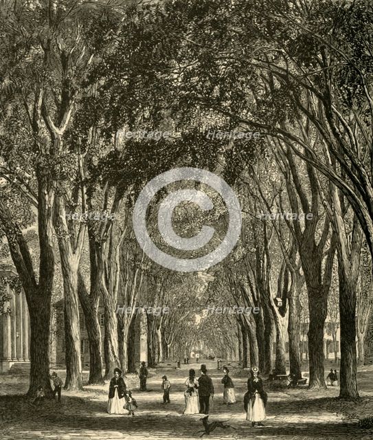'The New-Haven Elms', 1874. Creator: Henry Duff Linton.