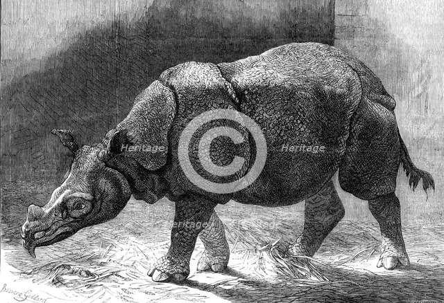 The new Rhinoceros in the Gardens of the Zoological Society, 1874. Creator: Unknown.