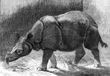 The new Rhinoceros in the Gardens of the Zoological Society, 1874. Creator: Unknown
