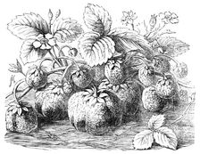 The new Strawberry, "Sir Harry", 1854. Creator: Unknown