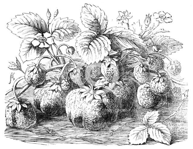 The new Strawberry, "Sir Harry", 1854. Creator: Unknown.