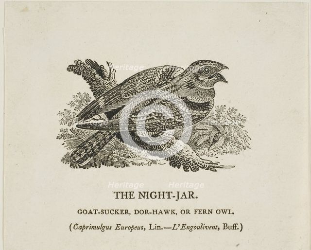 The Night-Jar, n.d. Creator: Thomas Bewick.