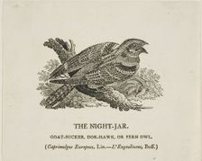 The Night-Jar, n.d. Creator: Thomas Bewick