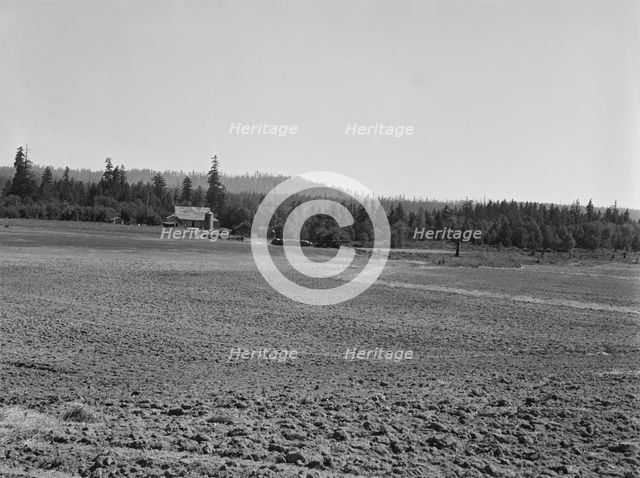 The Nieman farm showing cleared land on..., near Vader,  Lewis County, Western Washington, 1939. Creator: Dorothea Lange.
