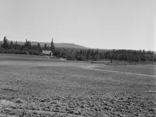 The Nieman farm showing cleared land on..., near Vader, Lewis County, Western Washington, 1939. Creator: Dorothea Lange