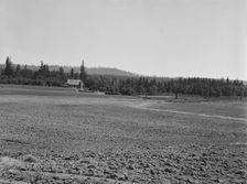 The Nieman farm showing cleared land on..., near Vader, Lewis County, Western Washington, 1939. Creator: Dorothea Lange