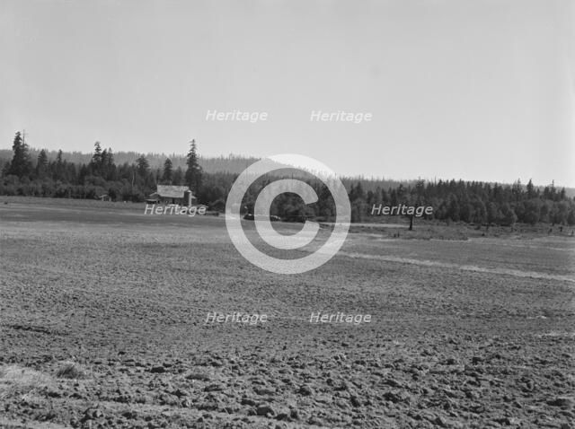 The Nieman farm showing cleared land on..., near Vader,  Lewis County, Western Washington, 1939. Creator: Dorothea Lange.