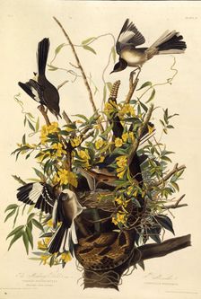 The northern mockingbird. From "The Birds of America", 1827-1838. Creator: Audubon, John James (1785-1851)