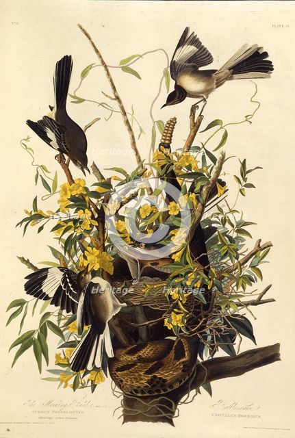 The northern mockingbird. From "The Birds of America", 1827-1838. Creator: Audubon, John James (1785-1851).
