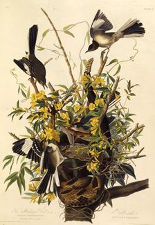 The northern mockingbird. From "The Birds of America", 1827-1838. Creator: Audubon, John James (1785-1851)