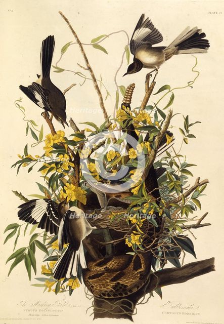 The northern mockingbird. From "The Birds of America", 1827-1838. Creator: Audubon, John James (1785-1851).
