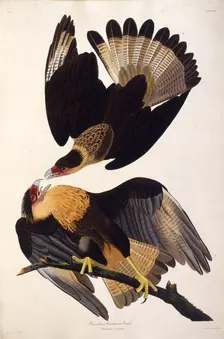 The northern crested caracara. From "The Birds of America", 1827-1838. Creator: Audubon, John James (1785-1851)