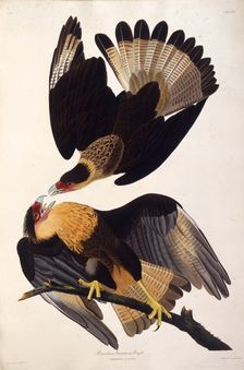 The northern crested caracara. From "The Birds of America", 1827-1838. Creator: Audubon, John James (1785-1851)