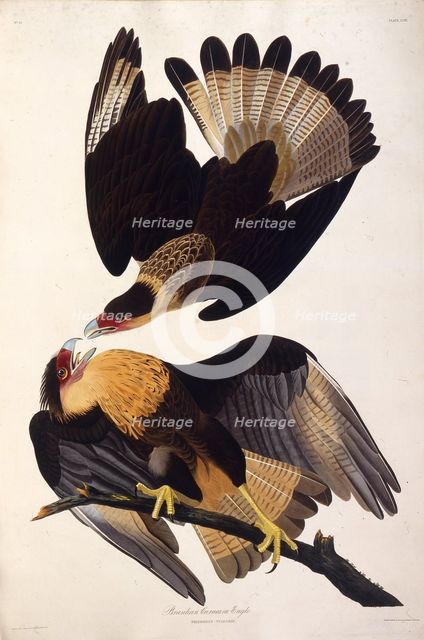 The northern crested caracara. From "The Birds of America", 1827-1838. Creator: Audubon, John James (1785-1851).