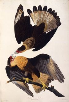 The northern crested caracara. From "The Birds of America", 1827-1838. Creator: Audubon, John James (1785-1851)