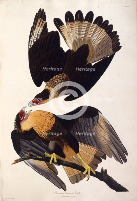 The northern crested caracara. From "The Birds of America", 1827-1838. Creator: Audubon, John James (1785-1851).