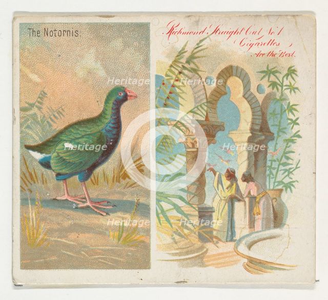 The Notornis, from Birds of the Tropics series (N38) for Allen & Ginter Cigarettes, 1889. Creator: Allen & Ginter.