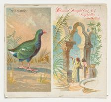 The Notornis, from Birds of the Tropics series (N38) for Allen & Ginter Cigarettes, 1889. Creator: Allen & Ginter